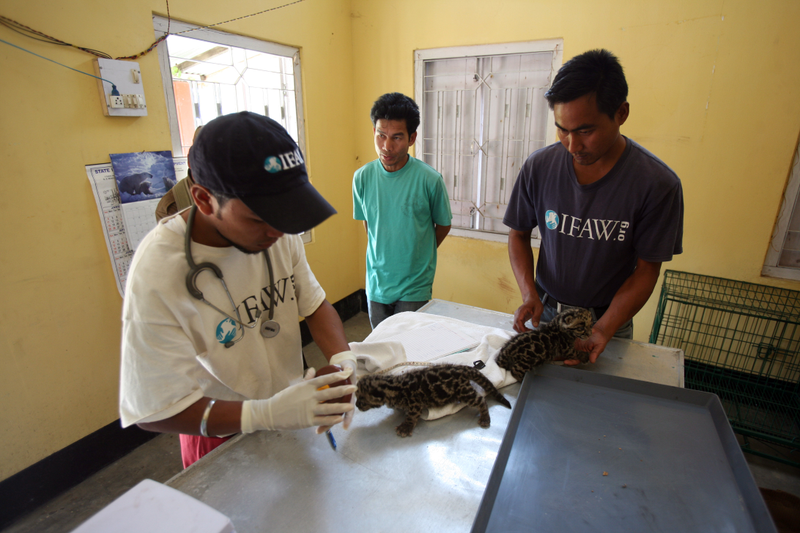 Attempts to reunite two clouded leopard cubs, found by woodcutters at the Kuklung Range at Chirang district near the Indo Bhutan border, to their mother failed after three days of constant effort. They were handed over to the Kokrajhar Mobile Veterinary Service (MVS) unit, a satellite station of the International Fund for Animal Welfare-Wildlife Trust of India (IFAW-WTI) run Center for Wildlife Rehabilitation and Conservation (CWRC) for long term rehabilitation.